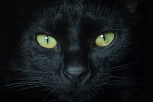 Gato