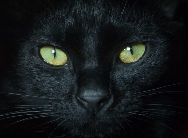 Gato